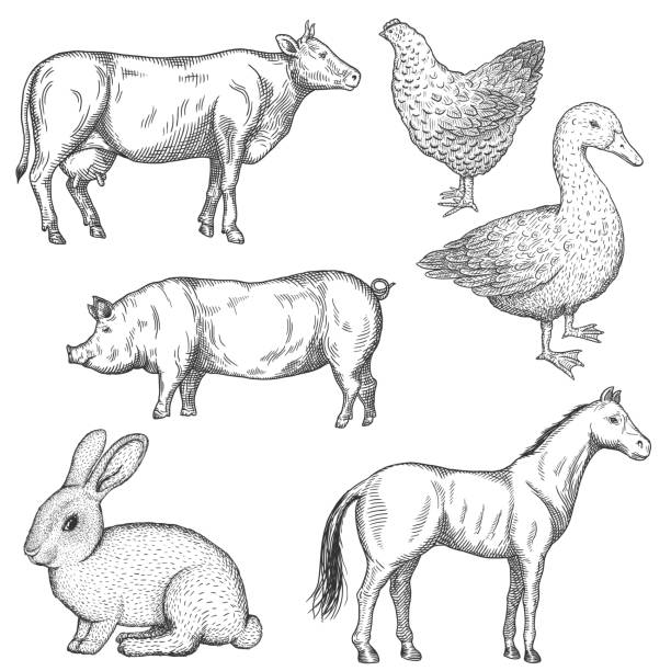 Farm animals set. Farm animals set. Hand drawn vector illustration. pork illustrations stock illustrations