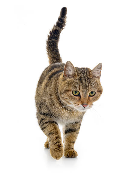 istock Close-Up Of Tabby On white background 520713634