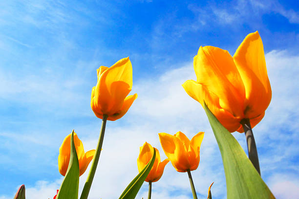 istock Yellow tulips close up background 520730889