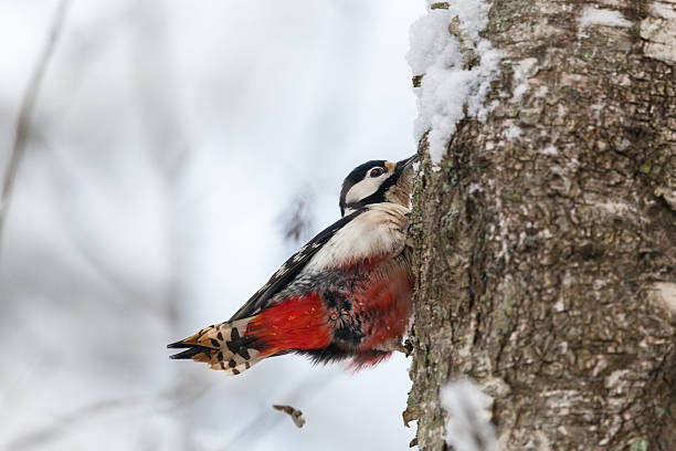 Great spotted woodpecker Woodpecker leaving droppings when it is in tree dendrocopos major great spotted woodpecker in the snow stock pictures, royalty-free photos & images