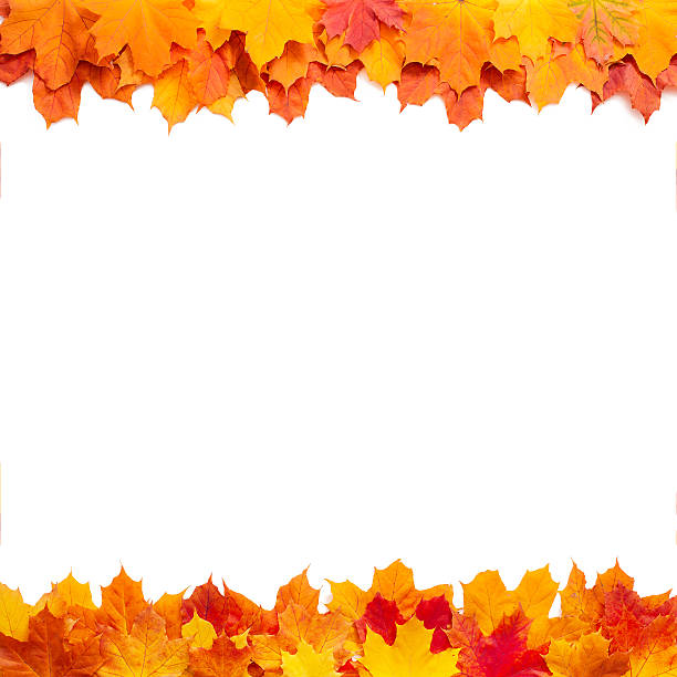 istock Autumn leaves isolated 520732317