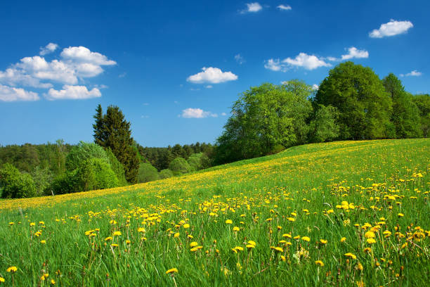 istock Field with dandelions and blue sky 520732395