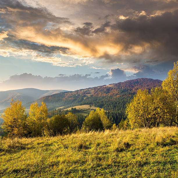 istock yellow trees on mountain  hillside background at sunrise 520732843