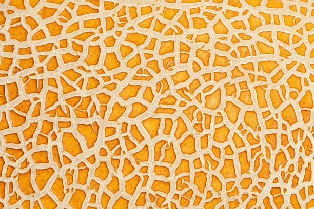 Surface of ripe melon background