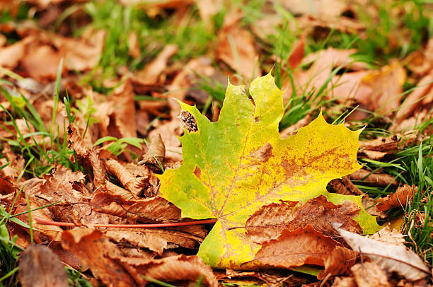istock Dry leaves on green grass 520733167