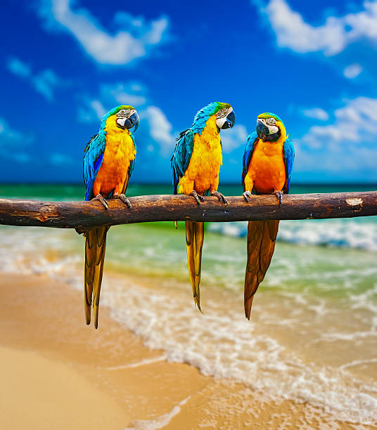 istock Blue-and-Yellow Macaw parrots on beach 520733587