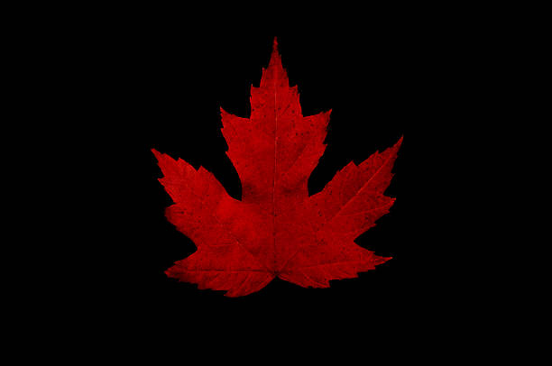 Maple Leaf black background stock photo
