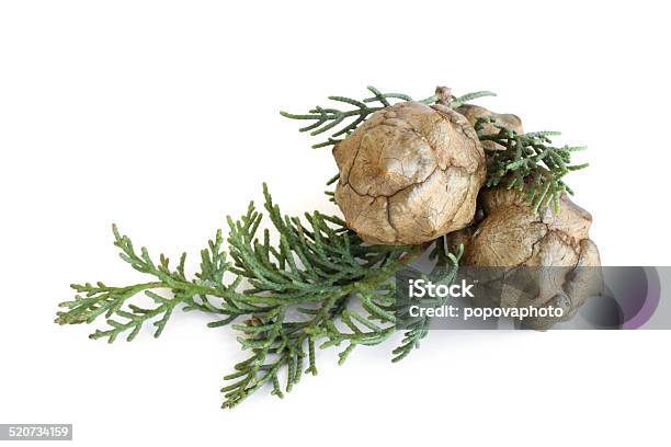 Cypress Foliage And Cones Stock Photo - Download Image Now - Cypress Tree, White Color, American Arborvitae