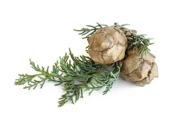 Cypress foliage and cones on white background