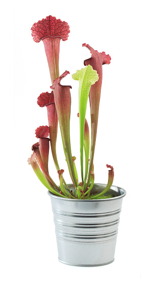 Red and green tubes of a pitcher plant in a flower pot isolated