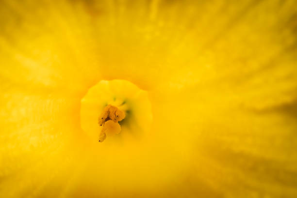 Narcissus Jetfire against a plain colored background.
