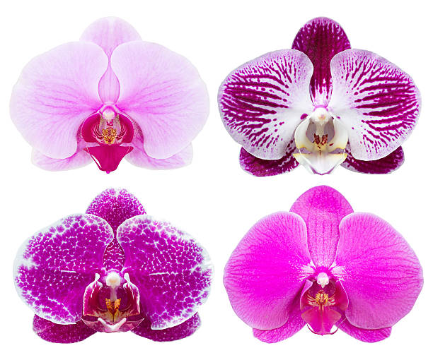istock set of phalaenopsis orchid flower isolated on white 520734664