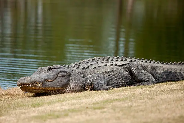 wild alligator sunning on golf course