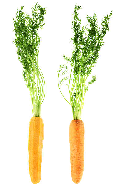 istock Carrots with the green top isolated 520735076