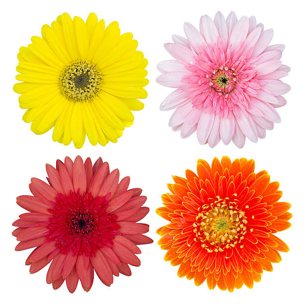 istock set of gerbera flower isolated on white 520735146