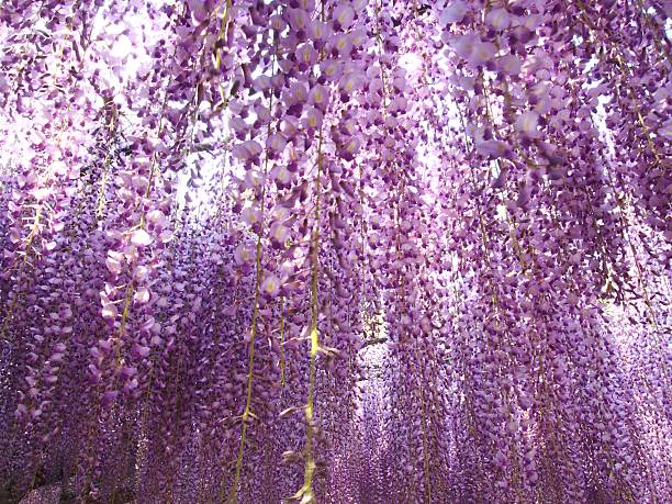 istock Wisteria of May 520735248