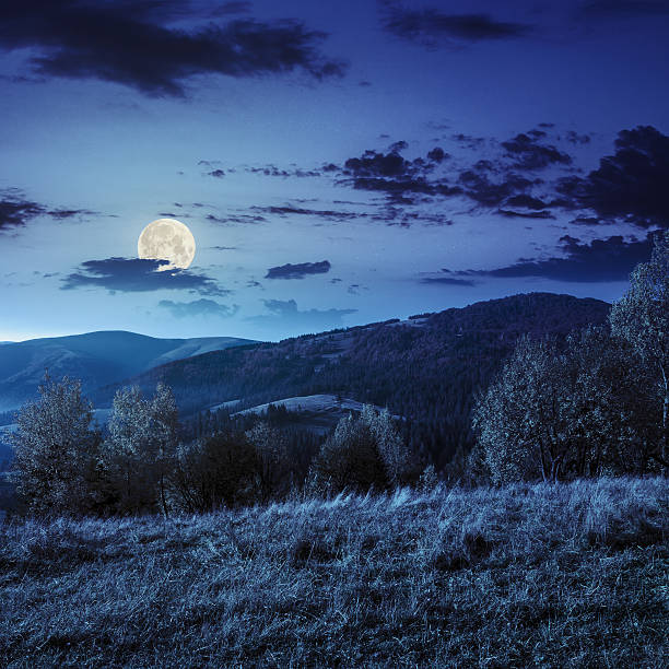istock yellow trees on mountain hillsidebackground at night 520735369
