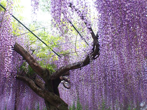 istock Wisteria of May 520735372