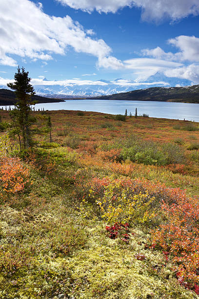 istock Mount McKinley from Wonder Lake with colourful landscape 520735403