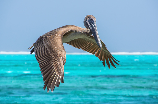 Pelican in flight at Lighthouse Reef Atoll, Belize Caribbean.