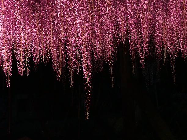 Wisteria Flower