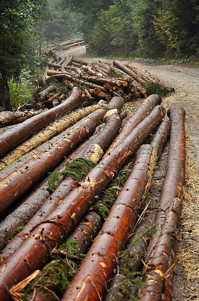 istock Freshly cut tree trunks near a forest road 520735709