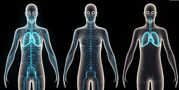istock Human anatomy orngs 520736044