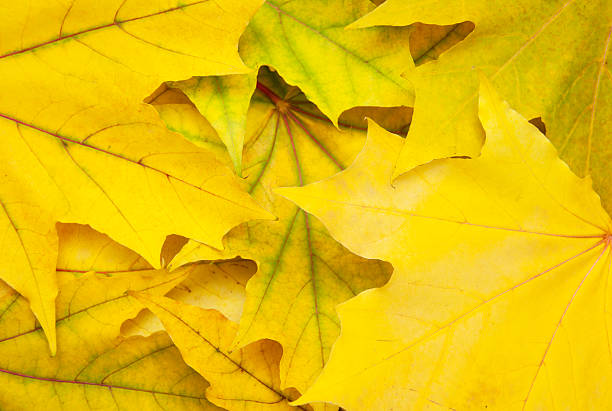 istock Mixture of Autumn leaves 520736211