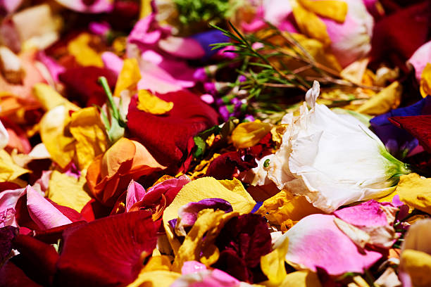 istock spreaded petals of colorful flowers 520736424