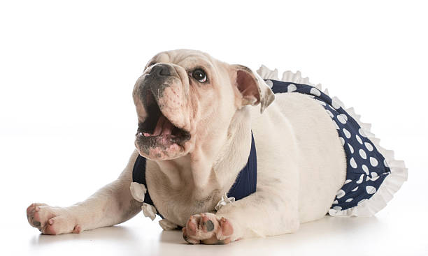 dog wearing bathing suit english bulldog puppy wearing bathing suit isolated on white dog swimsuit stock pictures, royalty-free photos & images