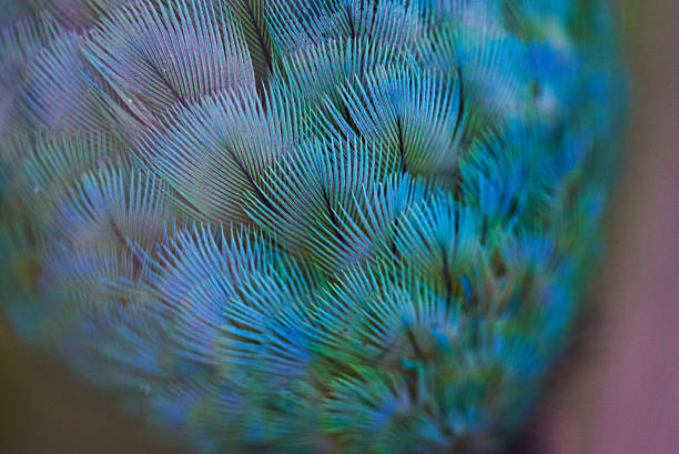 istock close up of parrot feathers 520737318