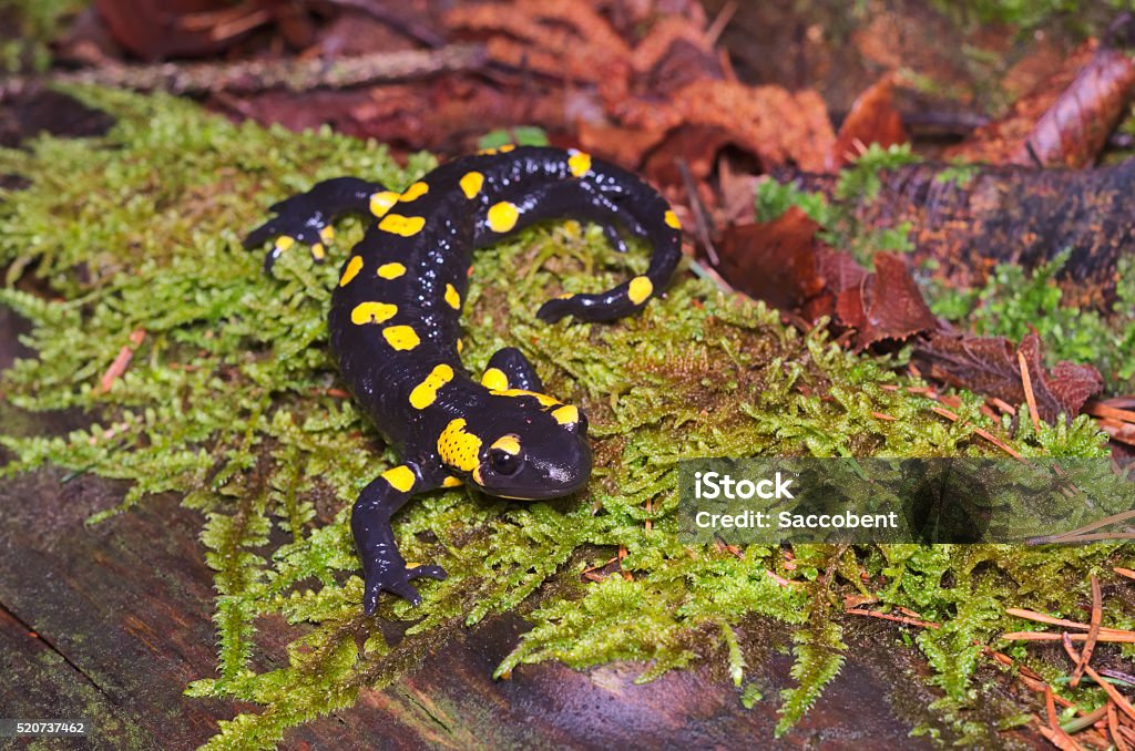 Salamandre terrestre (salamandra salamandra - Photo de Salamandre libre de droits