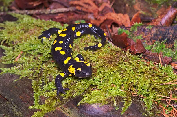Fire salamander (Salamandra salamandra) wandering in a wood of the Italian Alps