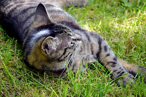 istock Tabby cat lounging in garden 520737523