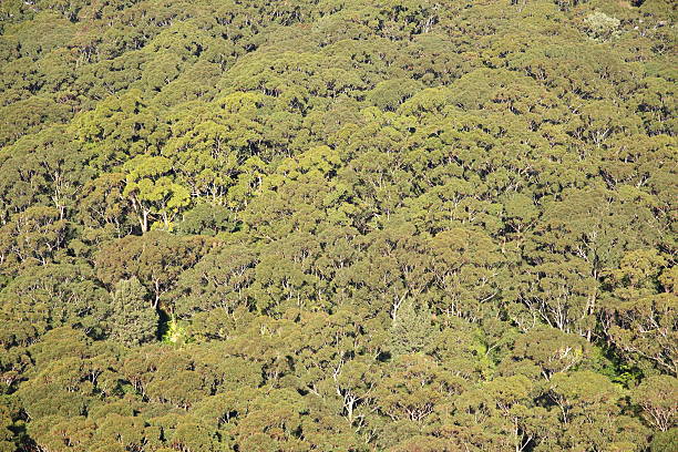 森林 - eucalyptus tree tree australia tropical rainforest ストックフォトと画像