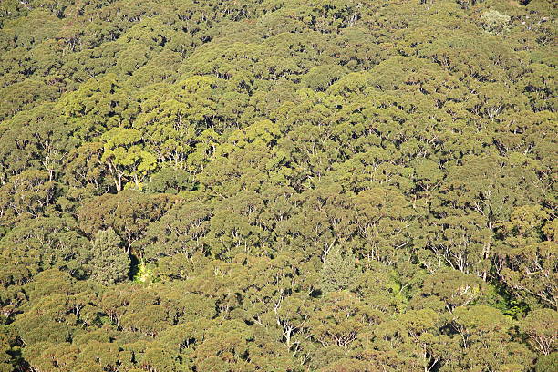 лесам - eucalyptus tree tree australia tropical rainforest стоковые фото и изображения