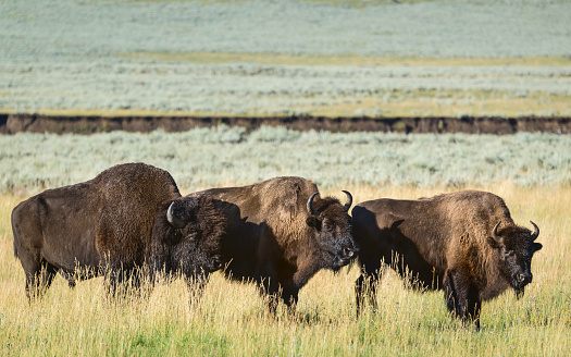 Bison on road in Badlands National Park, South Dakota, USA