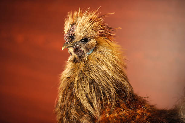 istock Chinese Silkie Rooster Close-Up 520738042