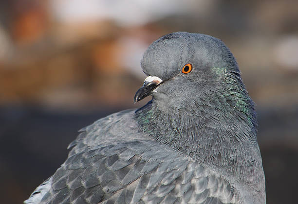 istock dove gray on the lake 520738135