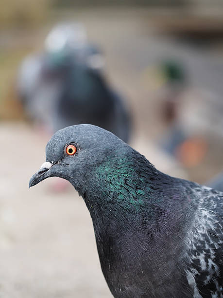 istock dove gray on the lake 520738191