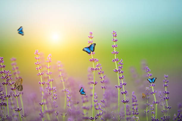 istock Butterflies on Lavender field 520738326