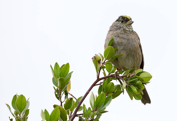 istock Golden-crowned Sparrow - Zonotrichia atricapilla 520740644