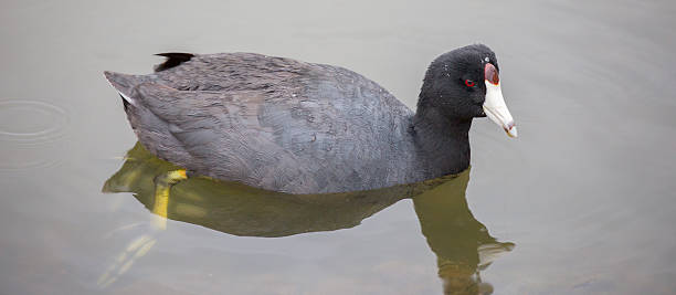American Coot - Fulica americana American Coot (Fulica americana) wading in the lake mud hen stock pictures, royalty-free photos & images