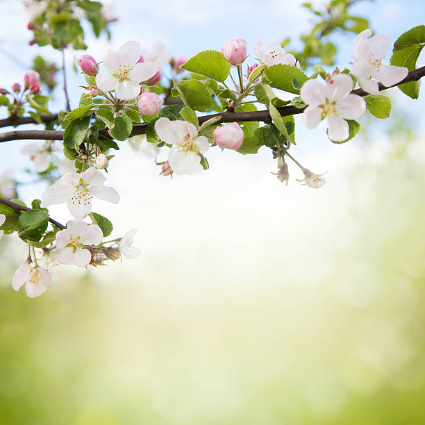 zweig von apple blüten - flower tree spring apple blossom stock-fotos und bilder