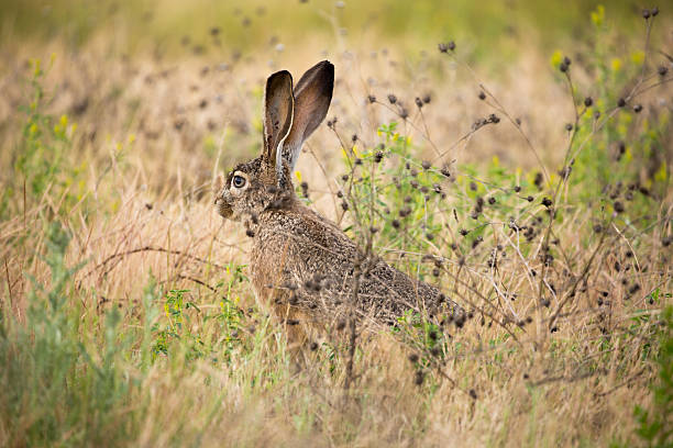 istock black-tailed jackrabbit (Lepus californicus) - American desert hare, alert 520741370
