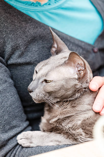 istock woman relaxing on sofa, cat sleeping on her chest 520741434