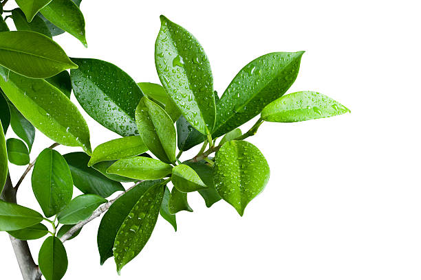 istock Ficus leaves bunch group close up isolated on white background 520741668