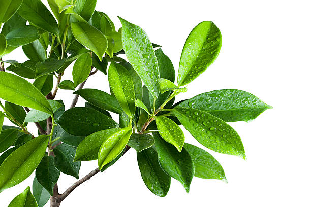 istock Ficus leaves bunch group close up isolated on white background 520741738