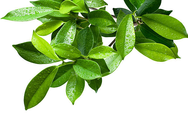 istock Ficus leaves bunch group close up isolated on white background 520741810