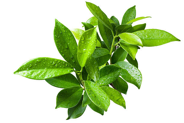istock Ficus leaves bunch group close up isolated on white background 520741886